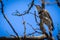 Northern Flicker grasping tree branch