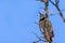 Northern Flicker looking skyward