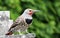 Northern Flicker - Male