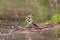 Northern Flicker in Rain  37471