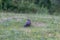 northern flicker in short grassy field with wildflowers