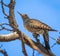 Northern Flicker striking a pose