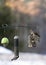 Northern Flicker on Suet Feeder - Colaptes auratus