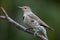 Northern Flicker, yellow shafted hybrid