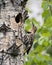 Northern Flicker Yellow-shafted Photo. Creeping on tree by its nest cavity entrance, in its environment and habitat surrounding
