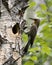 Northern Flicker Yellow-shafted Photo. Creeping on tree by its nest cavity entrance, in its environment and habitat surrounding