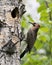 Northern Flicker Yellow-shafted Photo. Creeping on tree by its nest cavity entrance, in its environment and habitat surrounding