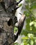 Northern Flicker Yellow-shafted Photo. Creeping on tree by its nest cavity entrance, in its environment and habitat surrounding