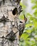 Northern Flicker Yellow-shafted Photo. Creeping on treeby its nest cavity entrance, in its environment and habitat surrounding