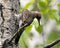 Northern Flicker Yellow-shafted Photo. Male bird close-up view, creeping on a tree trunk with a blur background in its environment