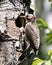 Northern Flicker Yellow-shafted Photo. Male bird creeping on tree and looking in its cavity nest entrance, in its environment and