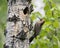 Northern Flicker Yellow-shafted Photo. Perched by its nest cavity entrance, in its environment and habitat surrounding during bird