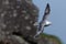 Northern fulmar