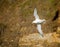 Northern Fulmar