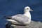 Northern Fulmar