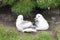 Northern Fulmar adult pair, displaying