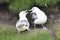 Northern Fulmar adult pair, displaying