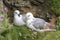 Northern Fulmar adult pair, on nest