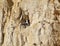 Northern Fulmar on Cliff