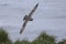 northern fulmar dark morph that flies over grassy slope