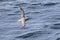 Northern fulmar flies over the ocean on a sunny day