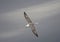 Northern Fulmar in Flight