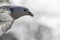 Northern fulmar in flight in Aberdour, Fife Scotland