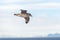 Northern Fulmar flying above Arctic sea on Svalbard