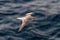 Northern Fulmar flying above Arctic sea on Svalbard