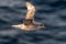 Northern Fulmar flying above Arctic sea on Svalbard