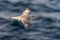 Northern Fulmar flying above Arctic sea on Svalbard