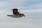 Northern Fulmar flying above Arctic sea on Svalbard