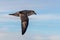 Northern Fulmar flying above Arctic sea on Svalbard