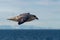 Northern Fulmar flying above Arctic sea on Svalbard