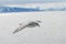 Northern fulmar (fulmar glacialis) bird gliding over the arctic