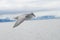 Northern fulmar (fulmar glacialis) bird gliding over the arctic