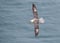 Northern Fulmar - Fulmarus glacialis at Bempton Cliffs, Yorkshire