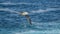 Northern fulmar, Fulmarus glacialis. Deerness, Orkney, Scotland