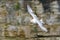 Northern Fulmar Fulmarus glacialis flying