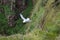 Northern fulmar Fulmarus glacialis flying over the cliffs of Hoy, Orkney archipelago, Scotland