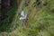 Northern fulmar Fulmarus glacialis flying over the cliffs of Hoy, Orkney archipelago, Scotland