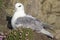 The Northern Fulmar, Fulmarus glacialis nesting female