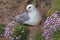 The Northern Fulmar, Fulmarus glacialis nesting female