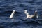 Northern Fulmar (Fulmarus glacialis) Norway