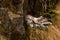 Northern fulmar Fulmarus glacialis in Scotland, Great Britain