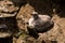 Northern fulmar Fulmarus glacialis in Scotland, Great Britain