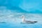 Northern Fulmar, Fulmarus glacialis, white bird in the blue water, dark blue ice in the background, animal in the Arctic nature