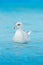 Northern Fulmar, Fulmarus glacialis, white bird in the blue water, ice in the background, Svalbard, Norway