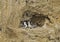 Northern Fulmar pair on chalk cliff