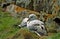 Northern fulmar, Shetland